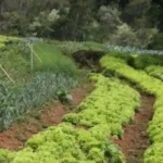 Projeto Jataí – A cultura rural e os saberes do campo nos caminhos da aprendizagem – Morungaba-SP