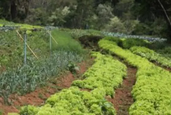 Projeto Jataí – A cultura rural e os saberes do campo nos caminhos da aprendizagem – Morungaba-SP
