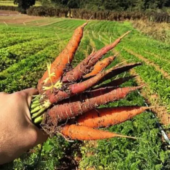 Projeto Jataí – A cultura rural e os saberes do campo nos caminhos da aprendizagem – Morungaba-SP